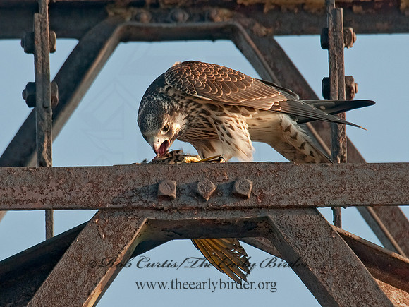 Falco peregrinus  PEREGRINE FALCON 3009982+
