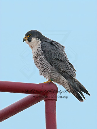 Falco peregrinus  PEREGRINE FALCON 6035379+