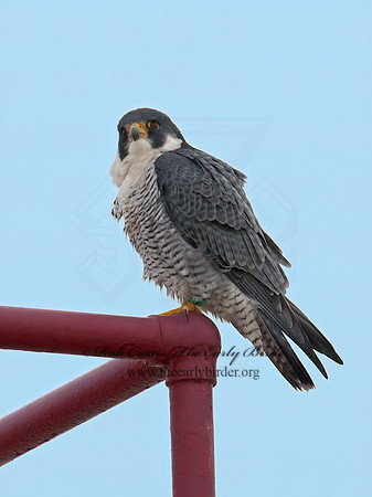 Falco peregrinus  PEREGRINE FALCON 6035380+