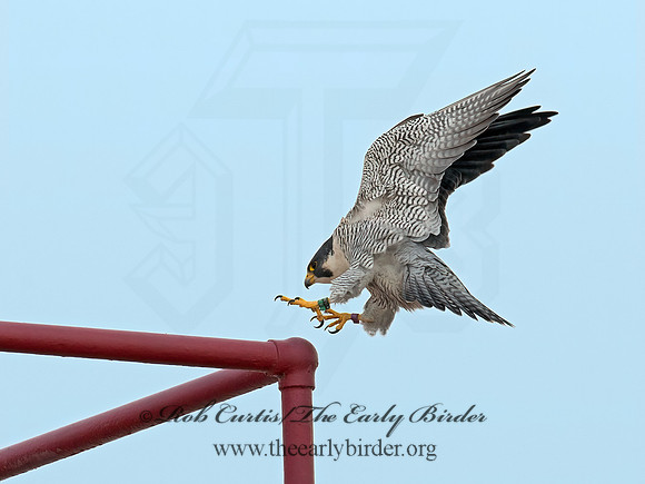 Falco peregrinus  PEREGRINE FALCON 6035396+