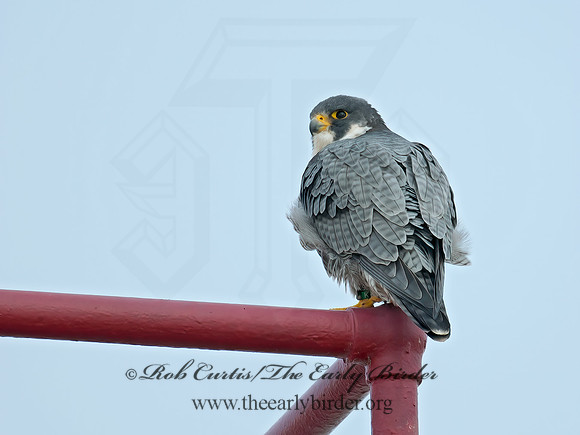 Falco peregrinus  PEREGRINE FALCON 6035415+
