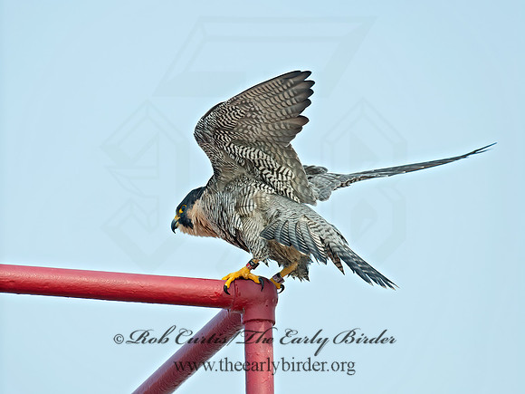 Falco peregrinus  PEREGRINE FALCON 6035431+