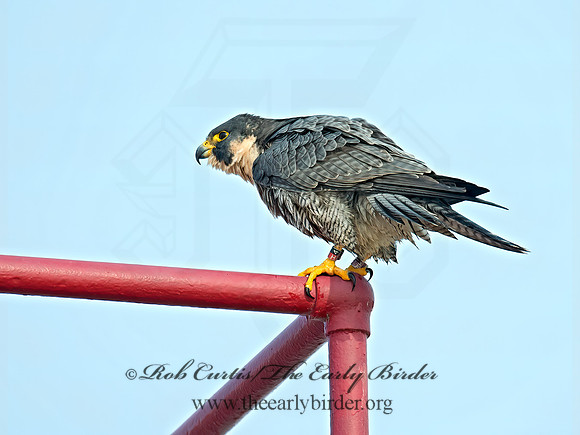 Falco peregrinus  PEREGRINE FALCON 6035432+
