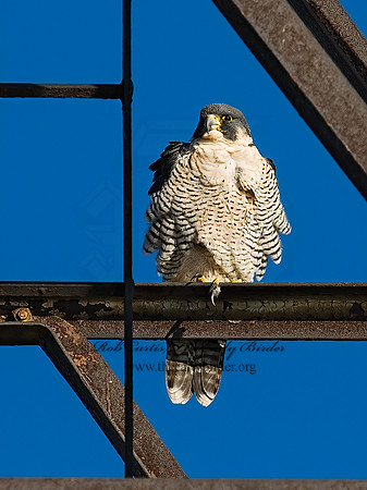 Falco peregrinus  PEREGRINE FALCON 7013453+