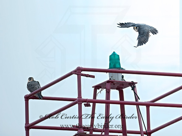 Falco peregrinus  PEREGRINE FALCON 8029785+