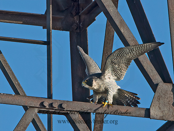 Falco peregrinus  PEREGRINE FALCON 9064815+