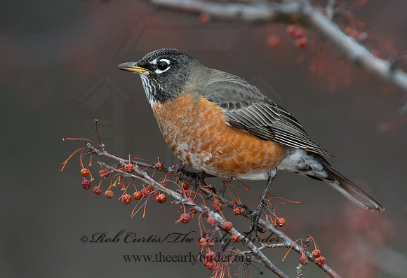Turdus migratorius  AMERICAN ROBIN 6036499z