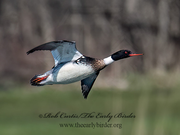 Mergus serrator  RED-BREASTED MERGANSER 6041494z