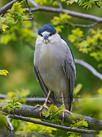 Nycticorax nycticorax  BLACK-CROWNED NIGHT HERON 9077097z