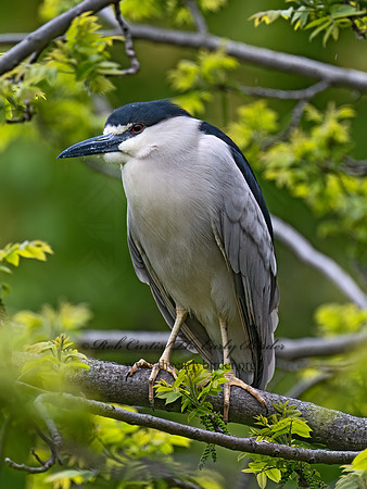 Nycticorax nycticorax  BLACK-CROWNED NIGHT HERON 9077094z