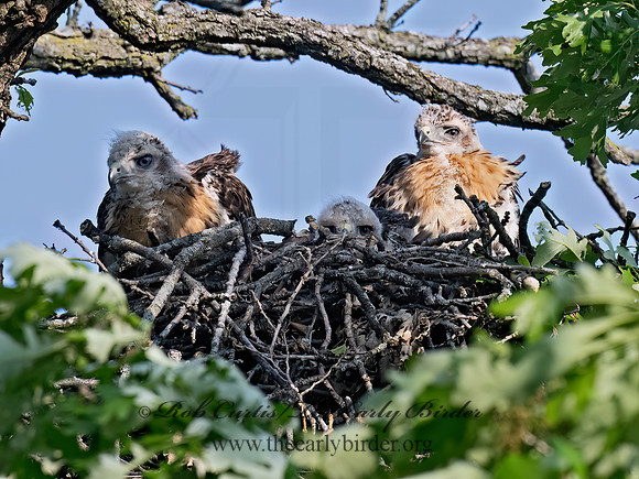 Buteo jamaicensis  RED-TAILED HAWK 9077769z