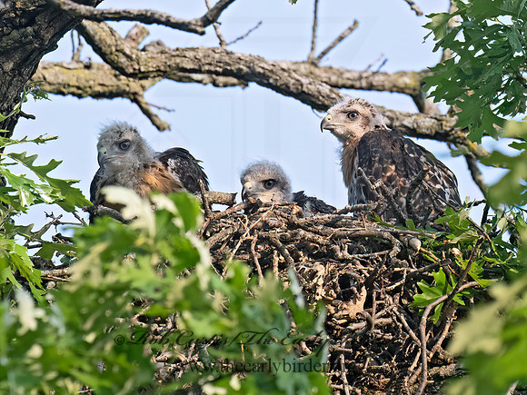 Buteo jamaicensis  RED-TAILED HAWK 9077764z