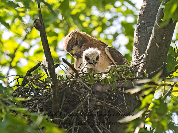 Buteo jamaicensis  RED-TAILED HAWK 9078249z