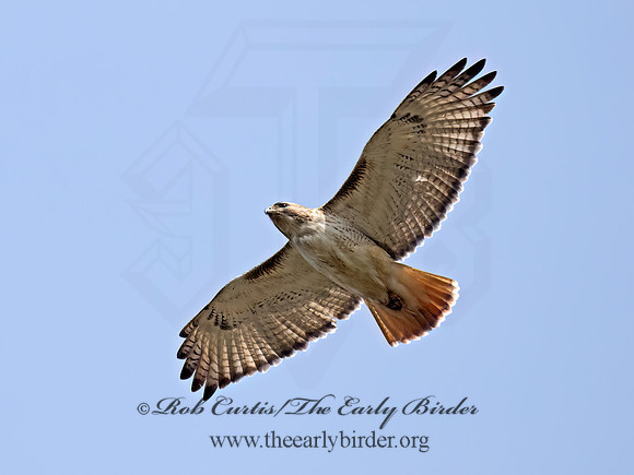 Buteo jamaicensis  RED-TAILED HAWK 9075523z