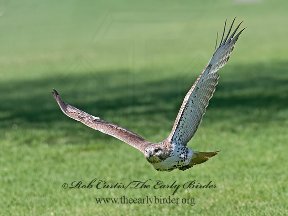 Buteo jamaicensis  RED-TAILED HAWK 3042654z