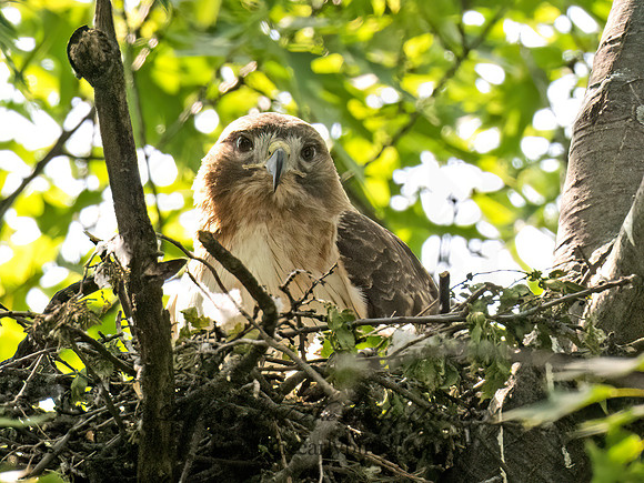 Buteo jamaicensis  RED-TAILED HAWK 9078315z