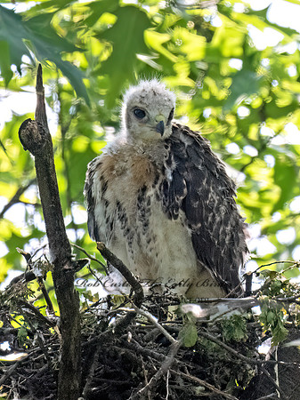 Buteo jamaicensis  RED-TAILED HAWK 9078330z