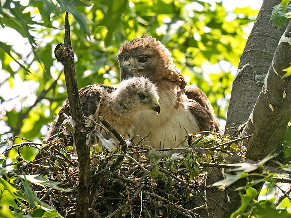 Buteo jamaicensis  RED-TAILED HAWK 9078349z