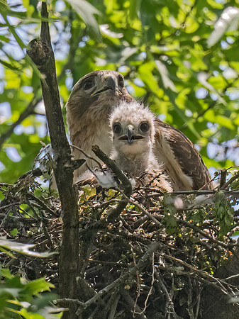 Buteo jamaicensis  RED-TAILED HAWK 9078373z