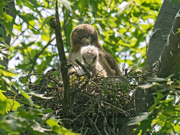 Buteo jamaicensis  RED-TAILED HAWK 9078367z