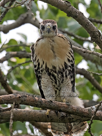 Buteo jamaicensis  RED-TAILED HAWK 9078403z