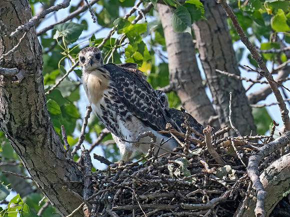 Buteo jamaicensis  RED-TAILED HAWK 9078389z