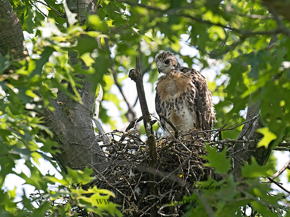 Buteo jamaicensis  RED-TAILED HAWK 9078797z