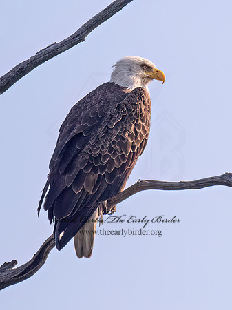 Haliaeetus leucocephalus  BALD EAGLE 9076948z