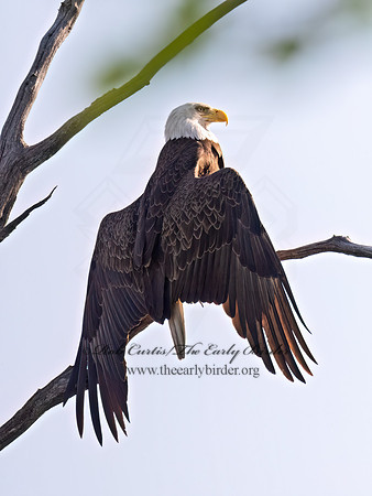 Haliaeetus leucocephalus  BALD EAGLE 9076941z
