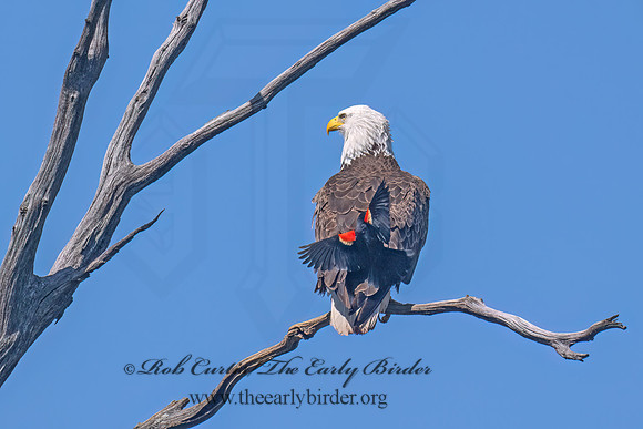 Haliaeetus leucocephalus  BALD EAGLE 9077841z