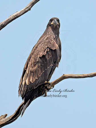 Haliaeetus leucocephalus  BALD EAGLE 9079468z