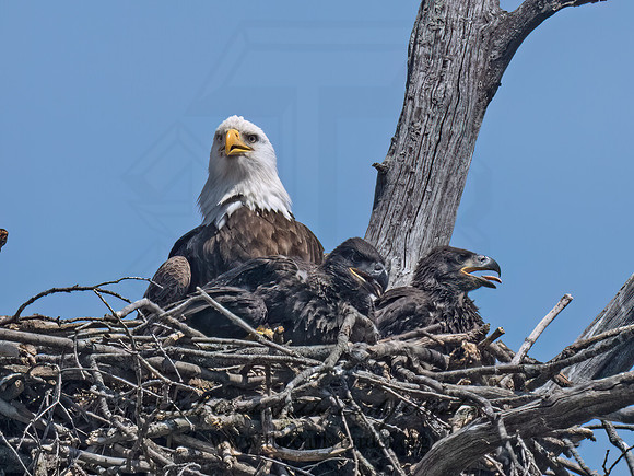 Haliaeetus leucocephalus  BALD EAGLE 9076995z