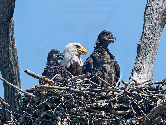 Haliaeetus leucocephalus  BALD EAGLE 9076909z