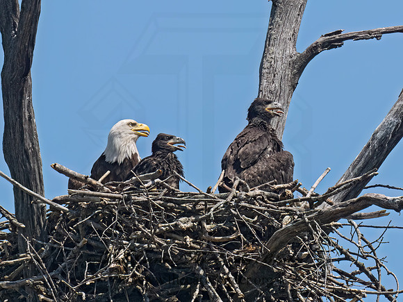 Haliaeetus leucocephalus  BALD EAGLE 9076920z
