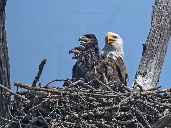 Haliaeetus leucocephalus  BALD EAGLE 9076999z