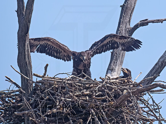 Haliaeetus leucocephalus  BALD EAGLE 9076970z