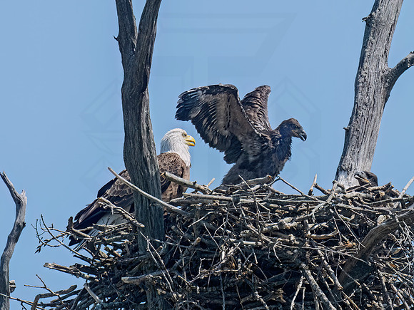 Haliaeetus leucocephalus  BALD EAGLE 9076895z