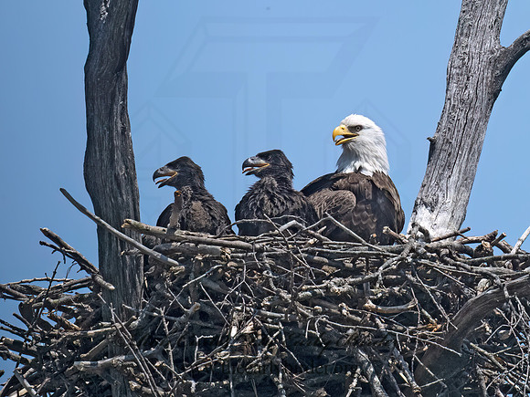Haliaeetus leucocephalus  BALD EAGLE 9077008z