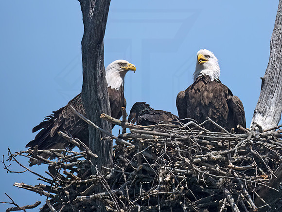 Haliaeetus leucocephalus  BALD EAGLE 9077012z