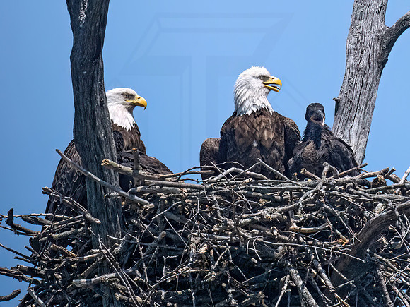 Haliaeetus leucocephalus  BALD EAGLE 9077023z