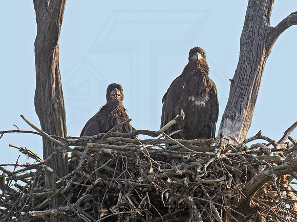 Haliaeetus leucocephalus  BALD EAGLE 9077529z