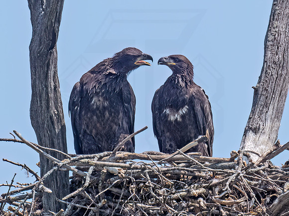 Haliaeetus leucocephalus  BALD EAGLE 9077570z
