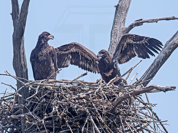 Haliaeetus leucocephalus  BALD EAGLE 9077572z