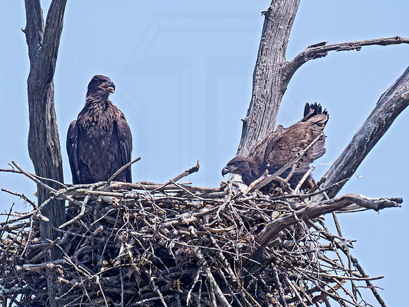 Haliaeetus leucocephalus  BALD EAGLE 9077573z