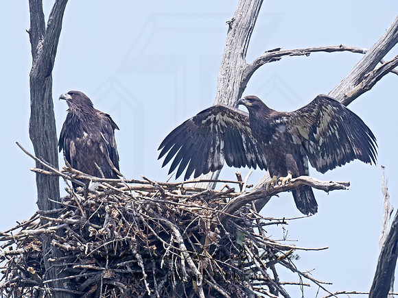 Haliaeetus leucocephalus  BALD EAGLE 9078892z