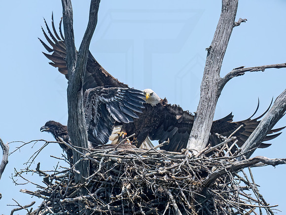 Haliaeetus leucocephalus  BALD EAGLE 9077580z