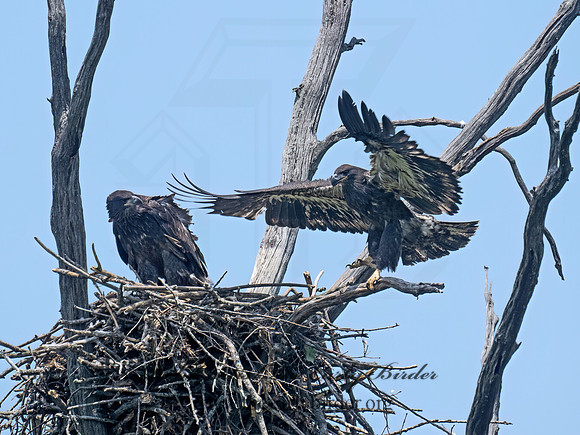 Haliaeetus leucocephalus  BALD EAGLE 9078900z