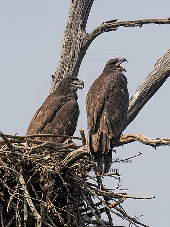 Haliaeetus leucocephalus  BALD EAGLE 9078973z
