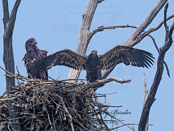 Haliaeetus leucocephalus  BALD EAGLE 9078913z