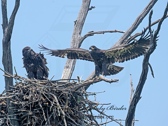 Haliaeetus leucocephalus  BALD EAGLE 9078906z